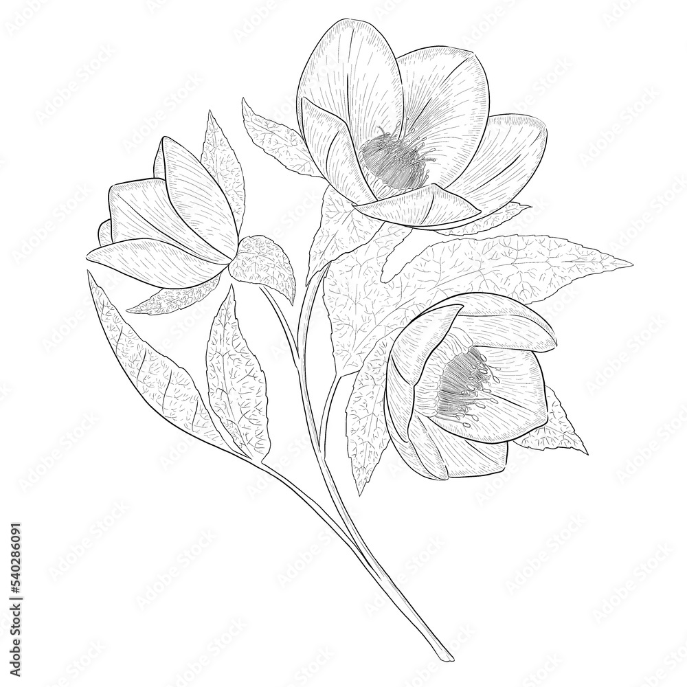 Helleborous outline botanical illustration Helleborous outline botanical illustration