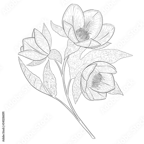 Helleborous outline botanical illustration