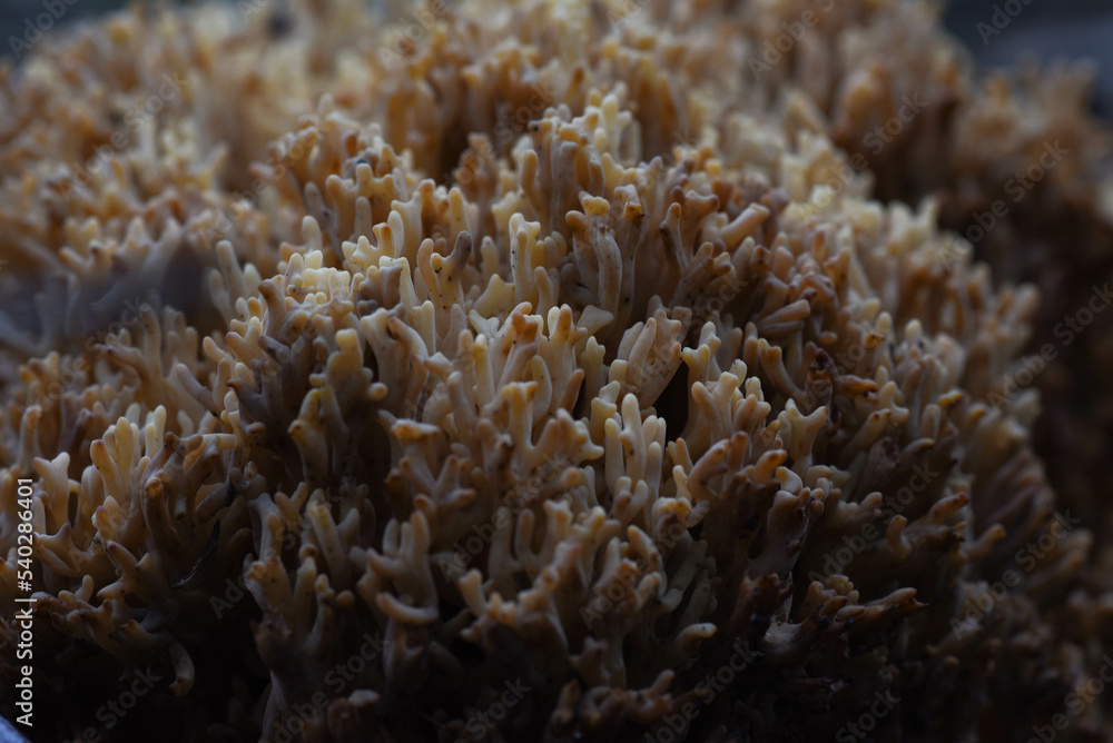 Obraz premium coral reef in forest