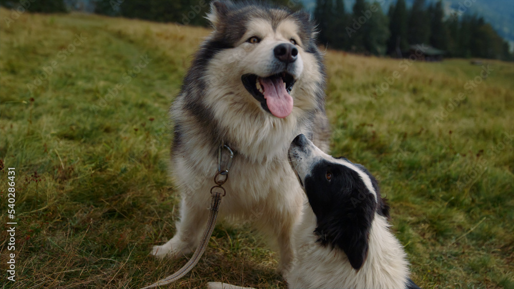 Two dogs sitting grass sunny day close up. Husky looking camera in mountains.