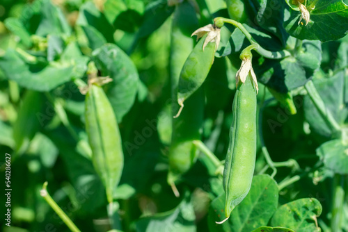 Macro of growing peas in the field, Ripe fresh green peas in organic farm, Green peas hanging in plant... photo