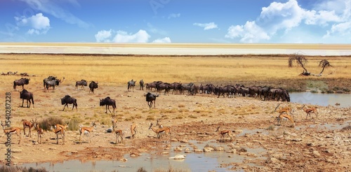 Large herd of Wildebeest going to quench their thirst at a small pretty waterhole, with the open plains in the background
