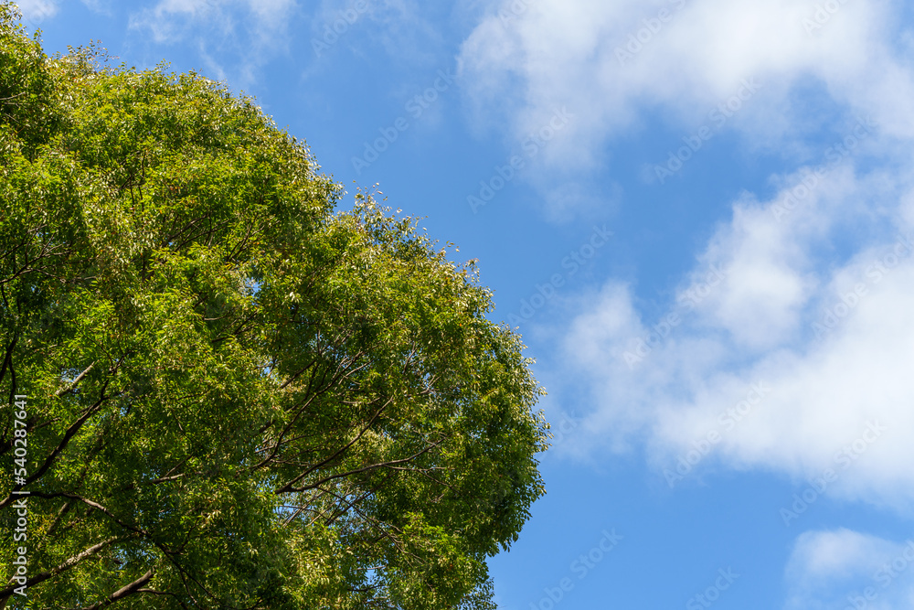 木と空 木と空