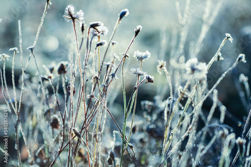 Frost on the plants in the autumn