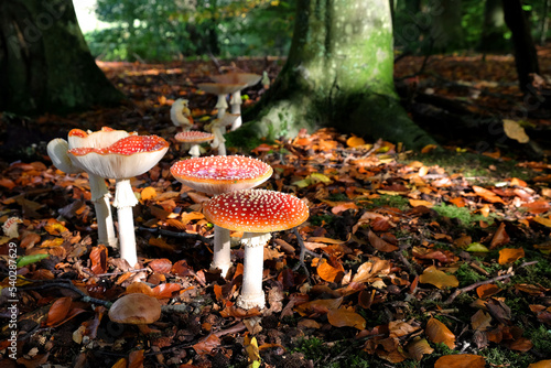 Fly agaric mushrooms in beech woodland, Surrey, UK.