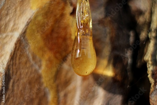 a drop of amber resin flows down a tree trunk photo