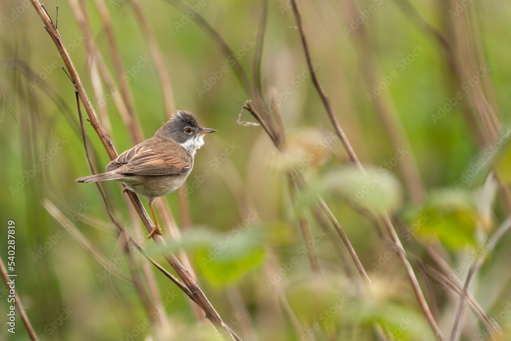 Common whitethroat (Sylvia communis), migratory warbler species, Yorkshire, UK Common whitethroat (Sylvia communis), migratory warbler species, Yorkshire, UK