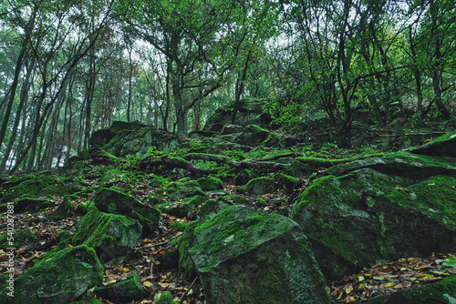 Felsenmeer unter dem Wald