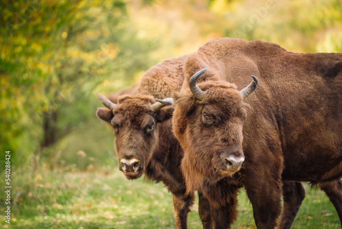 Bisons in reservation