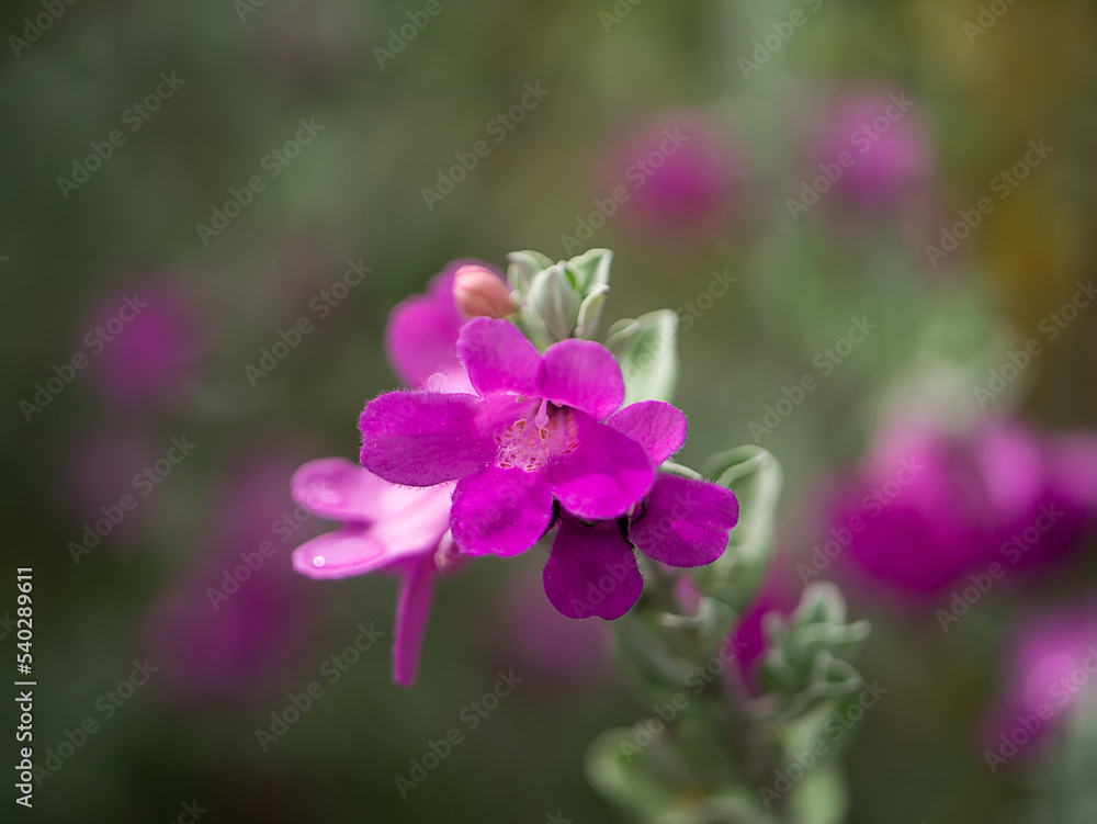 Close up Ash Plant, Barometer Brush, Purple Sage, Texas Ranger flower.