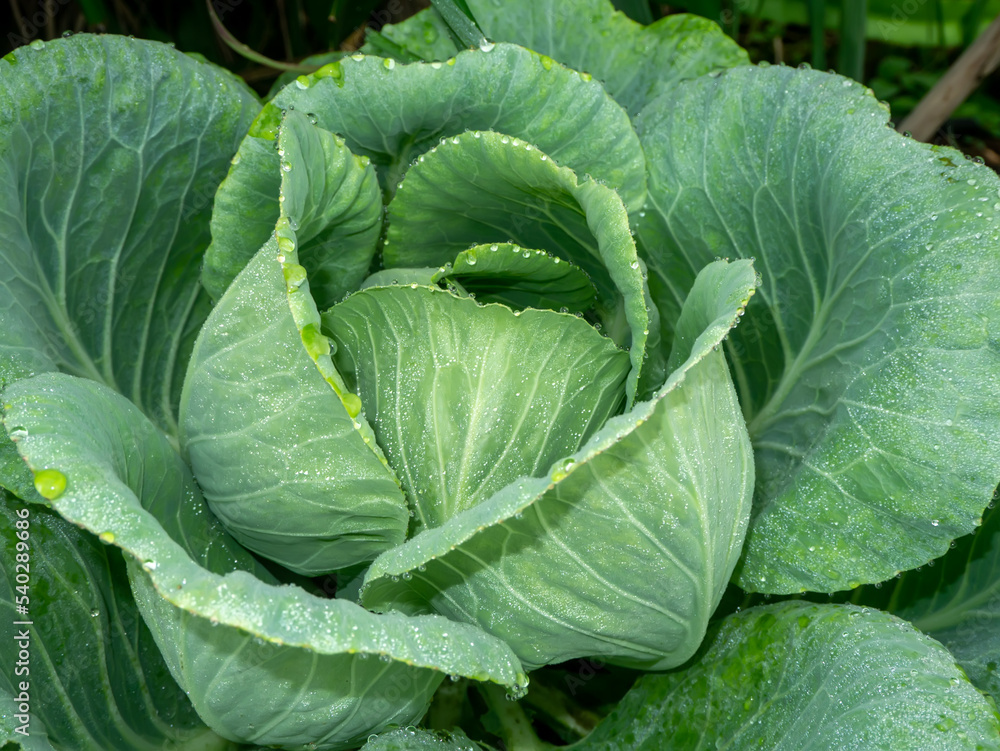 Close up of fresh Long lived cabbage with water drop dew on leaves backgroud. Close up of fresh Long lived cabbage with water drop dew on leaves backgroud.