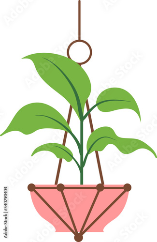 Hanging Plant Vector Decorative