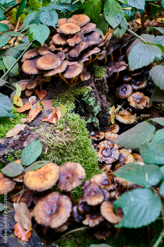 Fall in the woods Fall in the woods