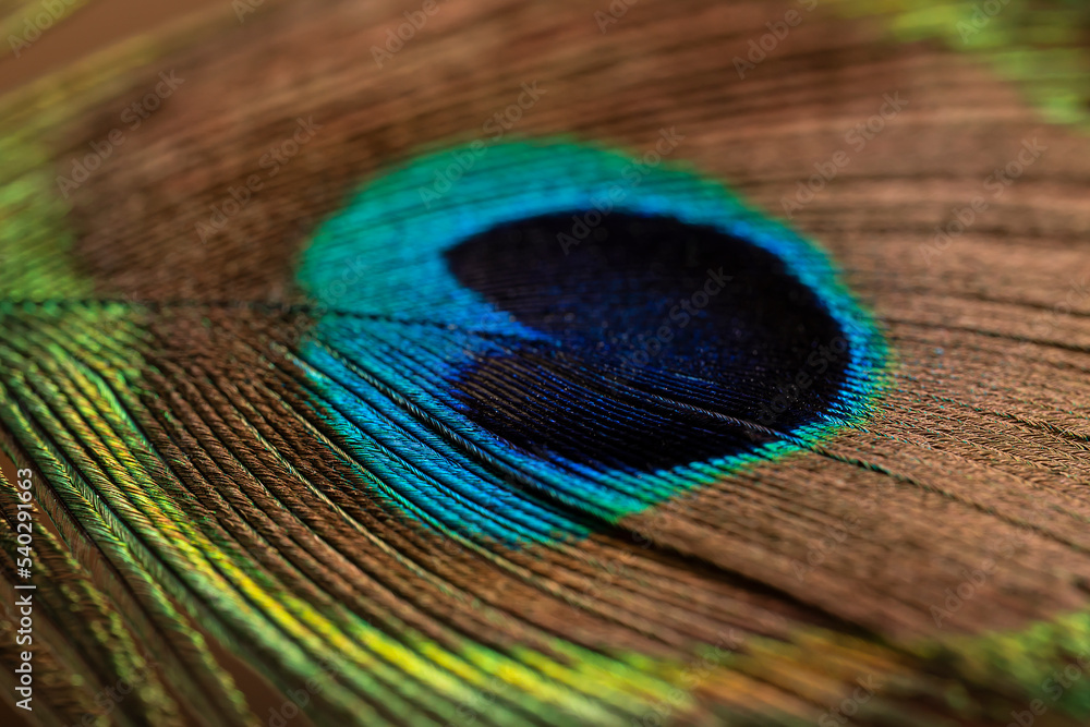 Fototapeta premium Peacock feather close up. Peacock feather close up. Bright background for screensavers.