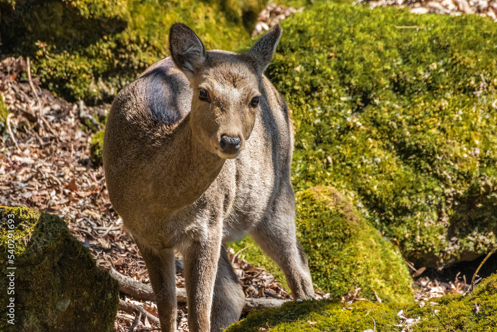 Fototapeta premium 鹿