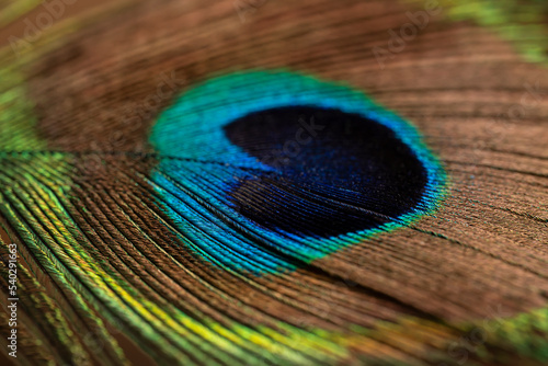 Peacock feather close up. Peacock feather close up. Bright background for screensavers.