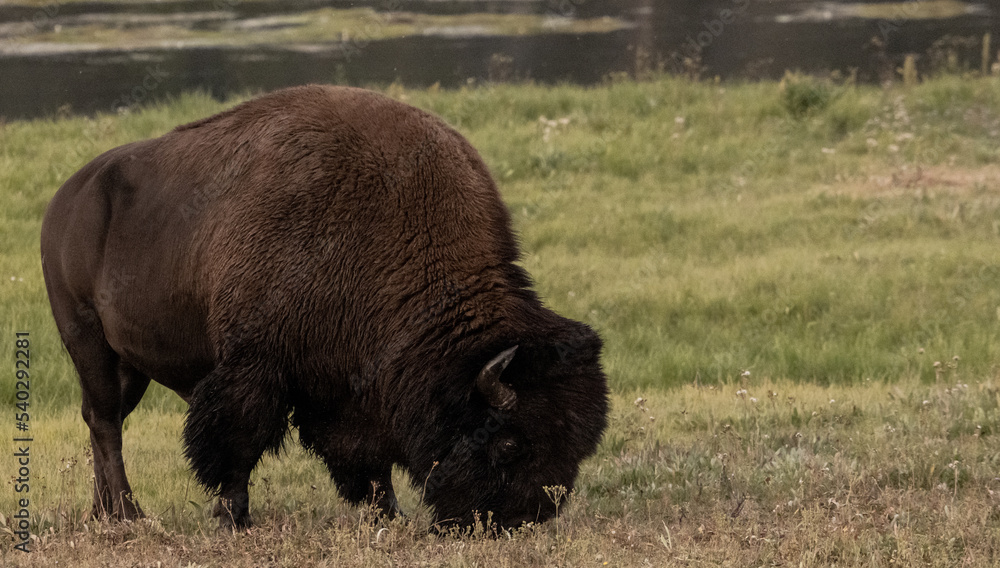 Large Male Bison Grazes Near The Yellowstone River Large Male Bison Grazes Near The Yellowstone River