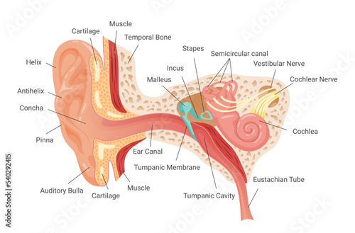 Anatomy of human ear infographic scheme vector flat illustration. Inner structure hearing mechanism photo