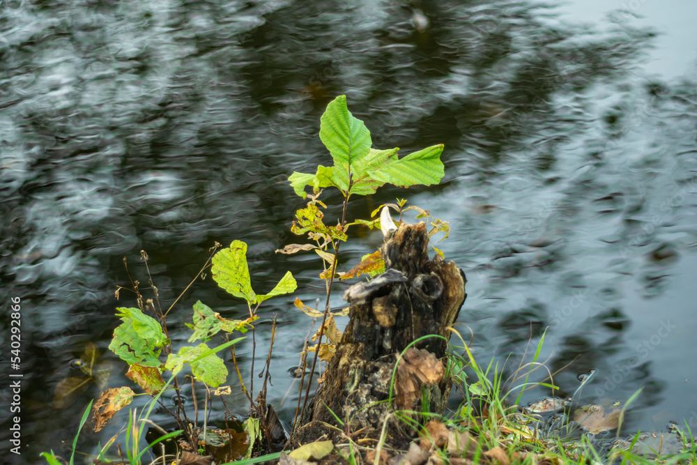 Naklejka premium Autumn vegetation on the background of river water.