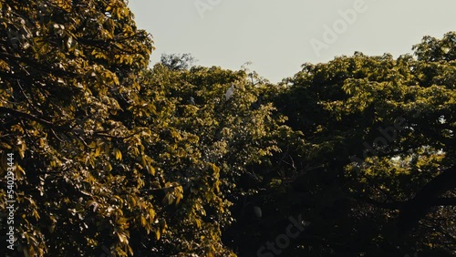 Wallpaper Mural Great egrets are sitting in the trees by a lake in tropical Mexico Torontodigital.ca