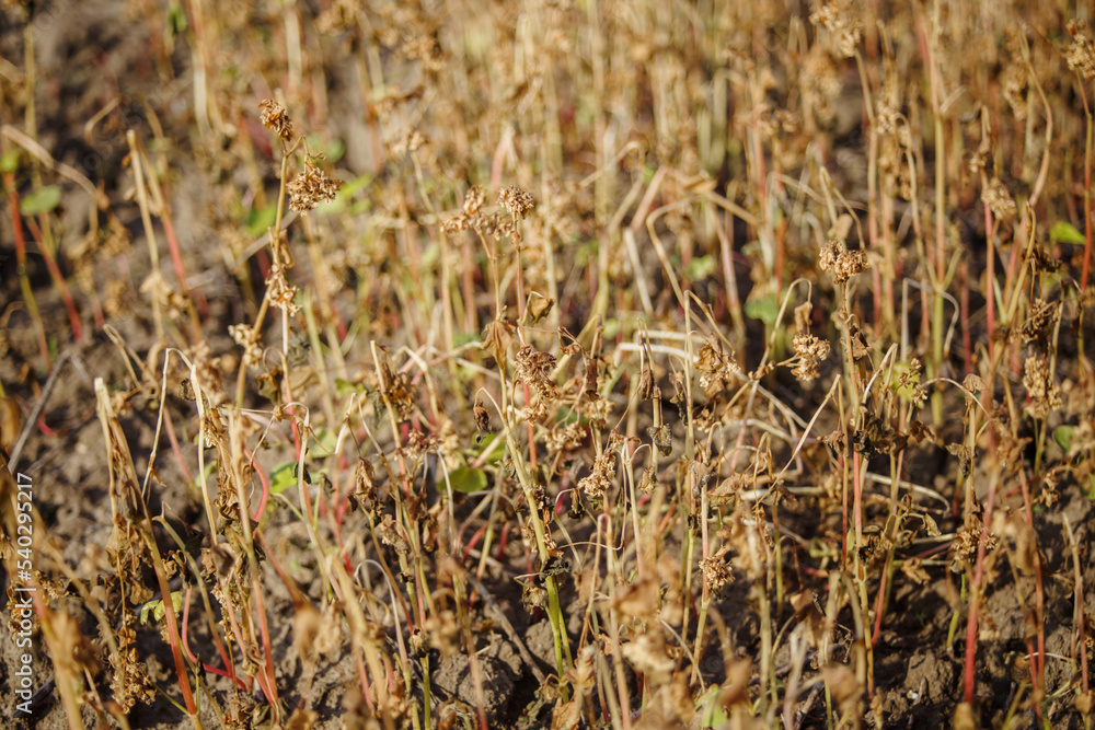Buckwheat grains on plants. Growing buckwheat in the fields. Farm. Frozen buckwheat plants after frost