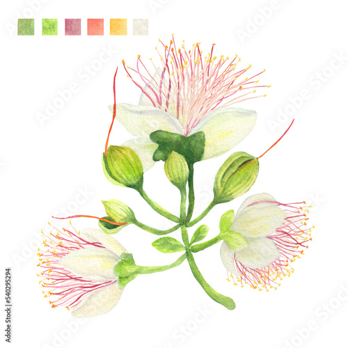 Fototapeta Naklejka Na Ścianę i Meble -  Watercolor plant portrait Philippine flora Barringtonia asiatica flower stem