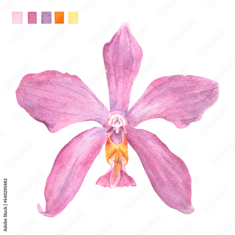 Fototapeta premium Watercolor plant portrait Philippine flora Phalaenopsis pulchra orchid flower