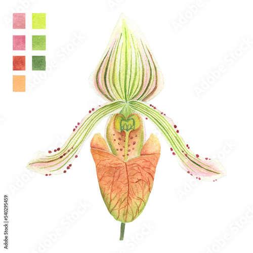 Watercolor plant portrait Philippine flora Paphiopedilum fowliei slipper orchid photo