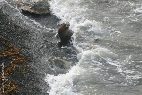 Wallpaper Mural O banho do leão marinho  Torontodigital.ca