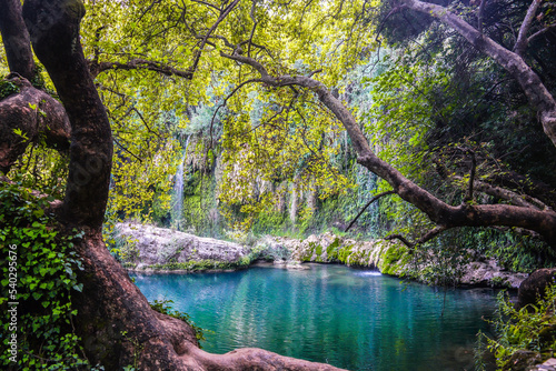 river in the forest