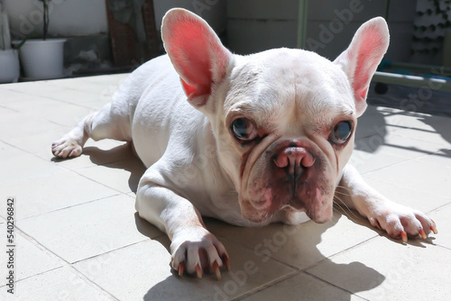 Foto white French bulldog  or lie down French bulldog ,sleepy dog or sunbathe dog