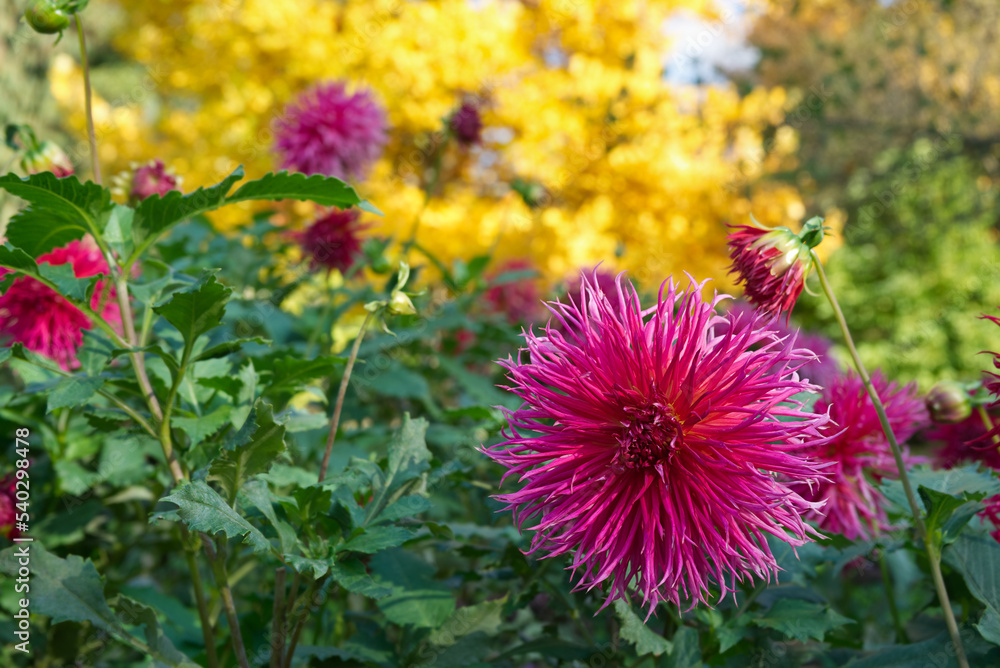 Obraz premium Dark pink Dahlia Autumn trees