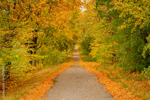 Gęsto zarośnięta i zasłonięta liśćmi leśna droga jesienną porą
