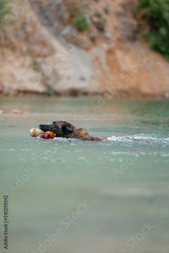 Belgian malinois dog swimming with a toy