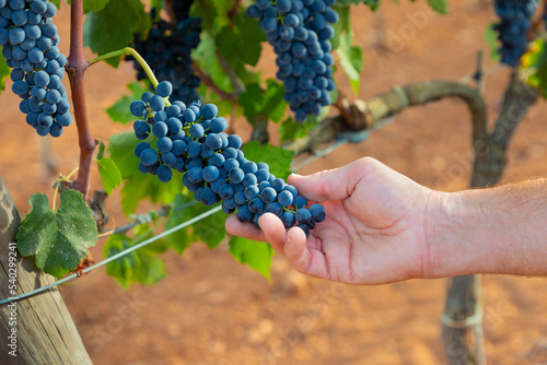 Mano de agricultor comprobando el estado fde maduración de la uva (variedad Manto Negro para la elaboración de vino tinto), en un viñedo de Mallorca (Islas Baleares, España) photo