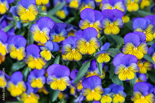 Background of violet-yellow blooming violets on a flower bed in the park. Close up