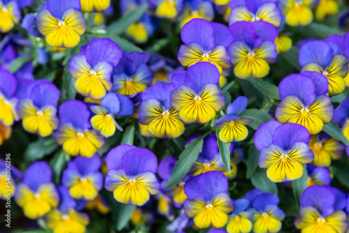 Obraz na płótnie Background of violet-yellow blooming violets on a flower bed in the park. Close up w salonie