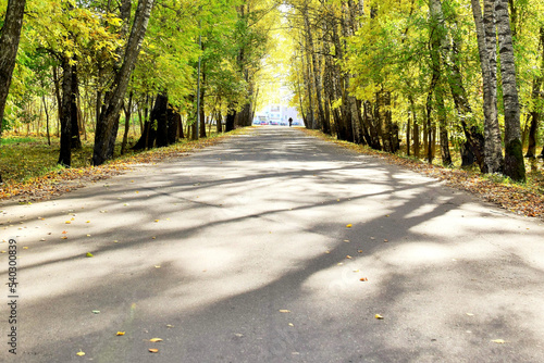 Road through the autumn forest on a clear sunny day © dzmitry_2014