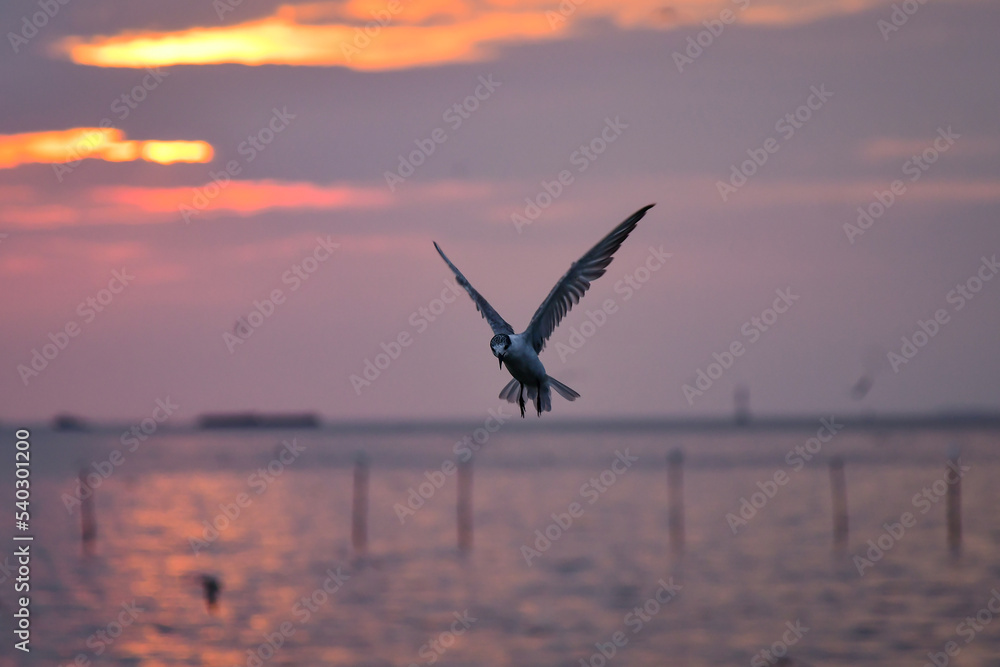 Obraz premium seagull in flight