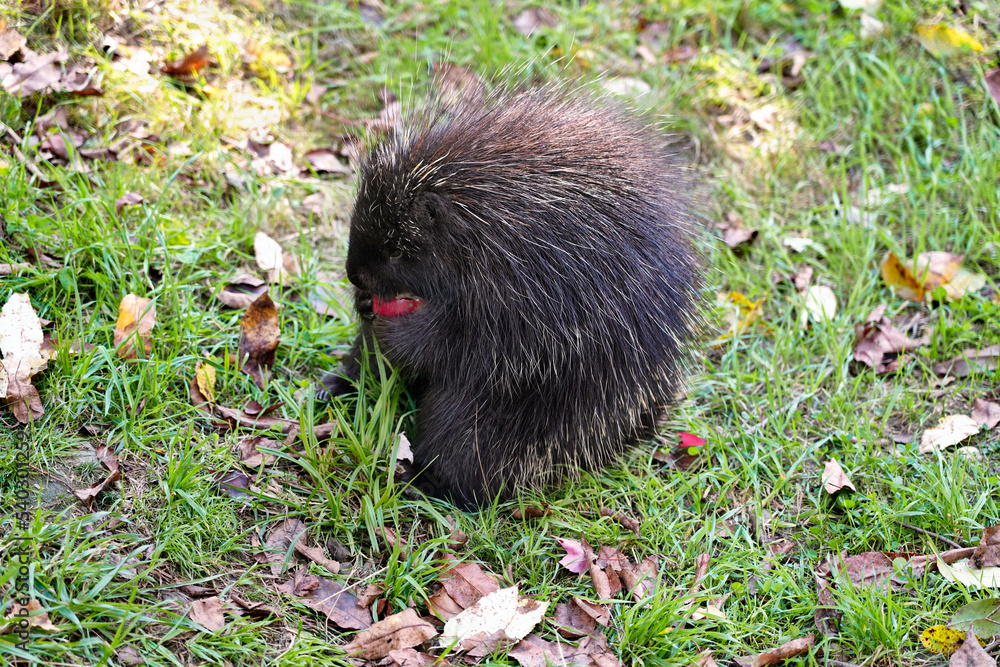 A picture of a north american porcupine eating A picture of a north american porcupine eating