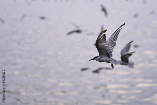 goose in flight © Siri.P