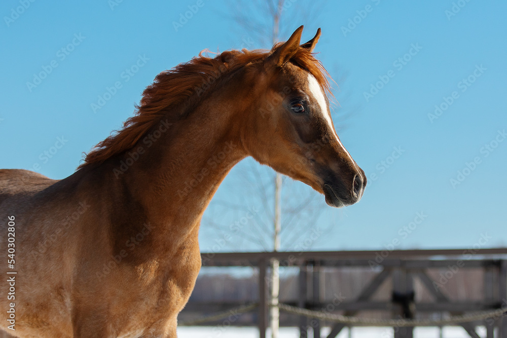 Fototapeta premium Young pretty arabian horse foal on natural sky background, portrait closeup