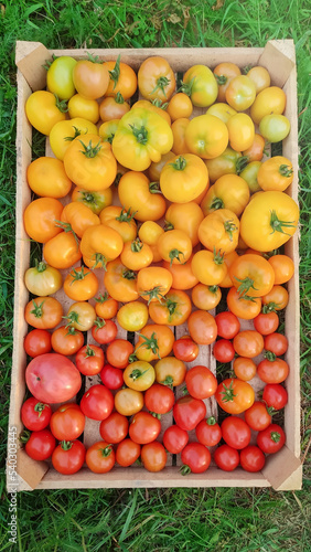 Different varieties of yellow and red tomatoes of different varieties  in a wooden box