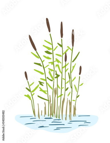 Simple color vector drawing. Reeds in the water  vegetation  lake and swamp. Nature and landscape.