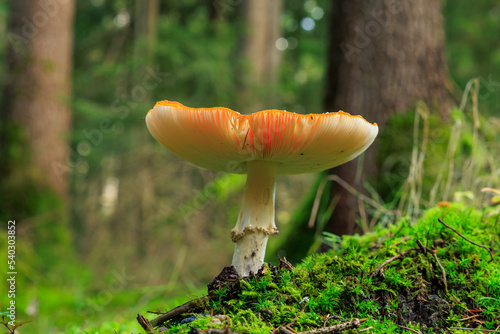 Vollständig geöffneter Fliegenpilz Unterseite photo