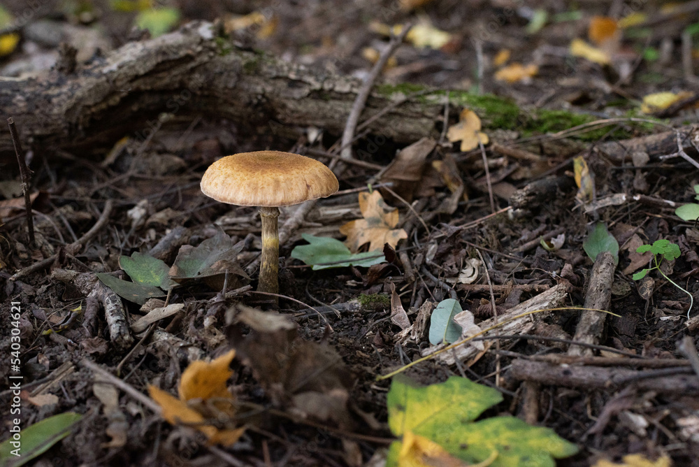 Big mushroom in the forest Big mushroom in the forest