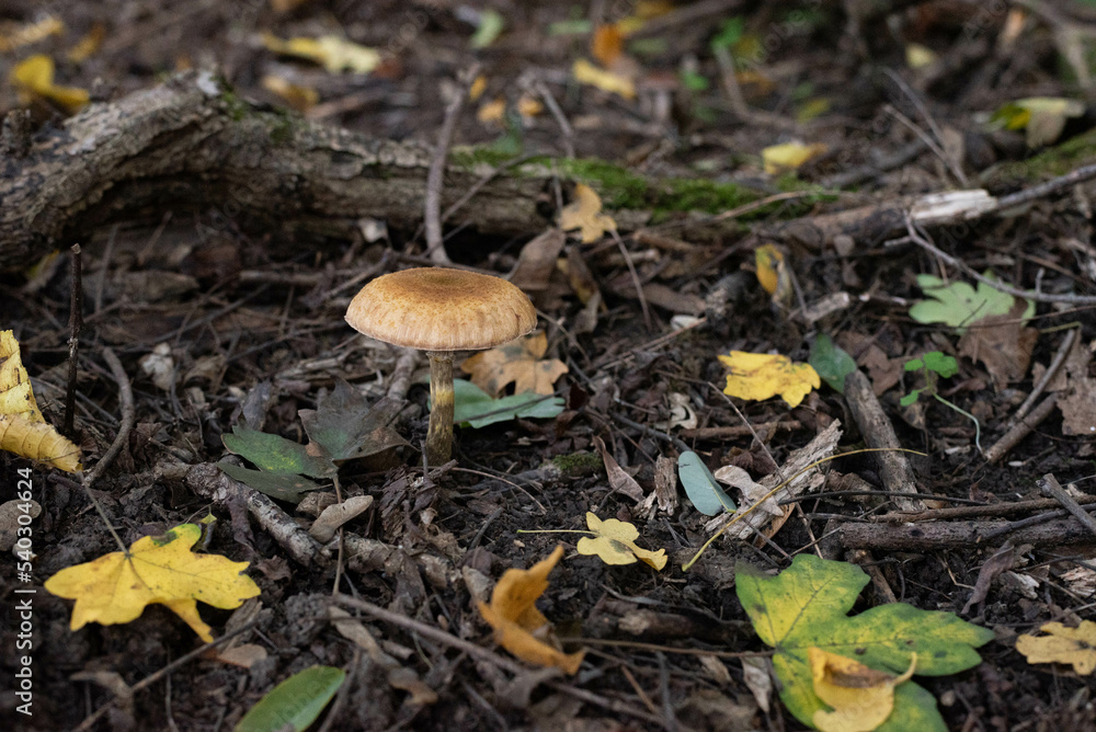 Big mushroom in the forest Big mushroom in the forest