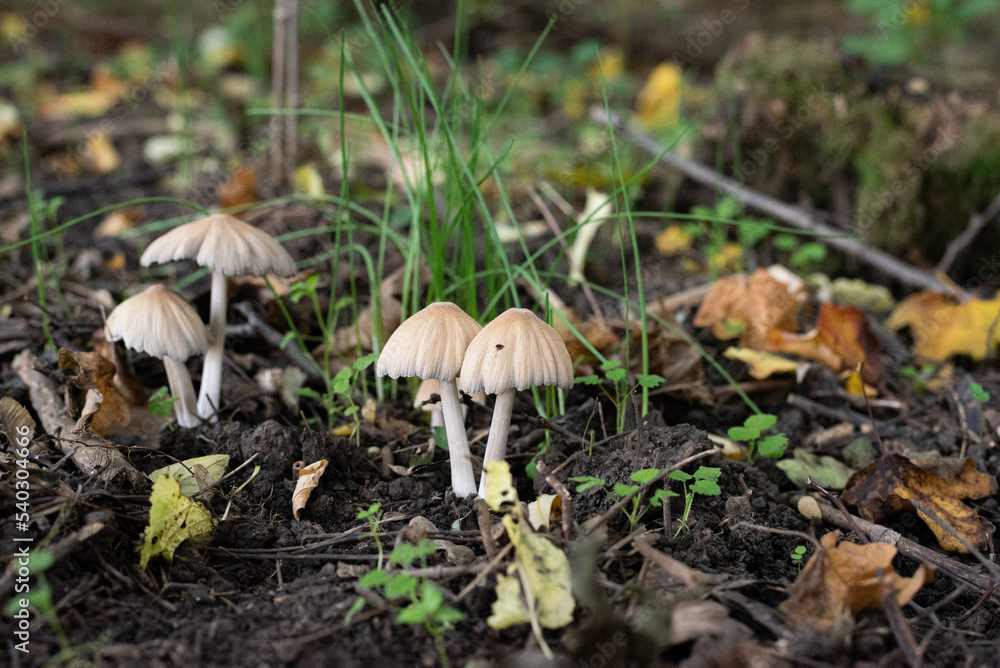 Umbrella shape mushrooms in the forest Umbrella shape mushrooms in the forest