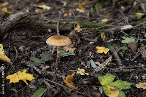 Big mushroom in the forest