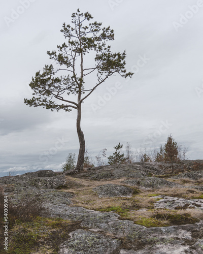 lonely pine tree on mountain